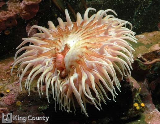 Photo of Fish-Eating Anemone - Urticina piscivora